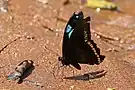 Papilio chrapkowskii au repos.