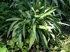 Description de l'image Broadleaf Sedge, Broad-leaved Wood Sedge (Carex platyphylla) in shade bed at the Morton Arboretum (4774139037).jpg.