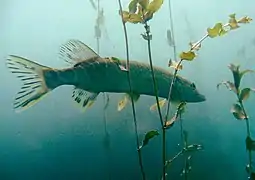 Photographie d'un gros poisson carnassier au milieu d'eaux troubles et de plantes aquatiques.