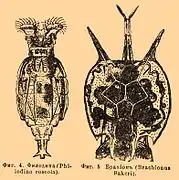 Philodina sp., un Philodinidae.