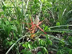 Description de l'image Bromelia sylvicola Pantanal.jpg.