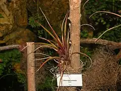 Description de l'image Bromeliaceae - Tillandsia extensa.JPG.