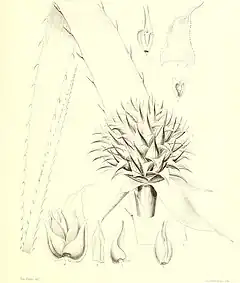 Description de l'image Bromeliaceae andreanae - description et histoire des broméliacées récoltées dans la Colombie, l'Ecuador et le Venezuela (1889) (20392960756).jpg.