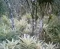 Broméliacées de la forêt de la côte atlantique du Brésil dans le Paraná