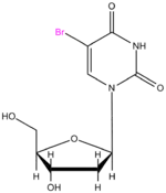 Image illustrative de l’article Bromodésoxyuridine