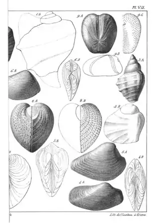 Sur les caractères zoologiques des formations, avec l'application de ces caractères à la détermination de quelques terrains de craie (1821), pl. VII