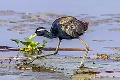 Jacana bronzé, (Metopidius indicus) (Jacanidae)