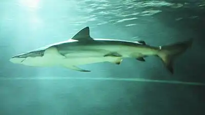 Requin cuivre (Carcharhinus brachyurus).