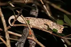 Description de l'image Brookesia brygooi 63390800.jpg.