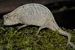 Description de l'image Brookesia ramanantsoai 185945733.jpg.