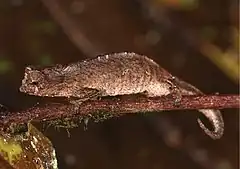 Description de l'image Brookesia tedi (10.3897-zse.95.32818) Figure 7 (cropped).jpg.