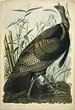 Jean-Jacques Audubon, Wild Turkey, lithographie, v. 1861