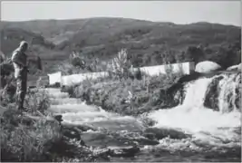 Échelle à saumons en 1951.