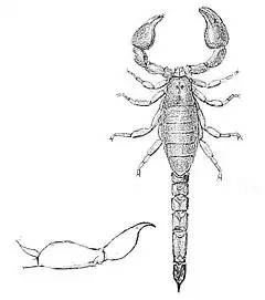Description de l'image Broteochactas nitidus.jpg.