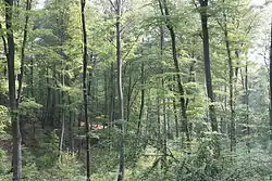 Image illustrative de l’article Forêt de Brotonne