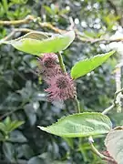 Inflorescence femelle.