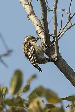 Description de l'image Brown-backed Woodpecker - Gambia (31838114303).jpg.