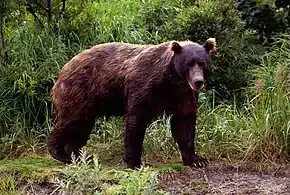 Ursus arctos beringianus.