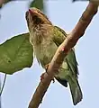 Keoladeo National Park, Bharatpur, Rajasthan, Inde.