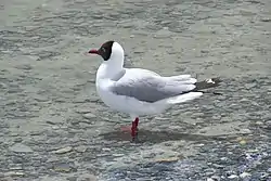 Description de l'image Brown-headed_Gull_3.JPG.