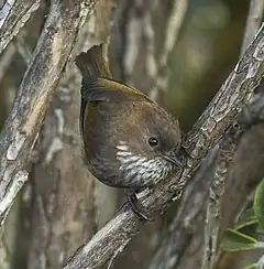 Description de l'image Brown-throated (Ludlow) Fulvetta - Sela Pass - Arunachal Pradesh - India.jpg.