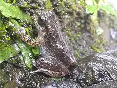 Eleutherodactylus semipalmatus apprécie les nombreux ruisseaux et sources de la forêt primaire haïtienne (2021) ;