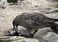 Labbe brun s'apprêtant à avaler un poussin de gorfou sauteur sur New Island (Îles Malouines)