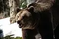 Ours brun (Ursus arctos)