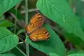 Nymphalidae Junonia