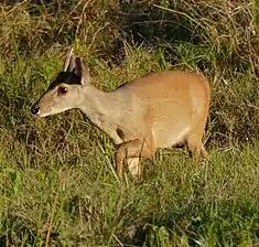 Daguet gris (Mazama gouazoupira)