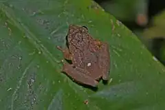 Description de l'image Brown Bush Frog (Philautus petersi)5.jpg.