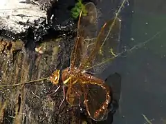 Ponte d'Aeshna grandis