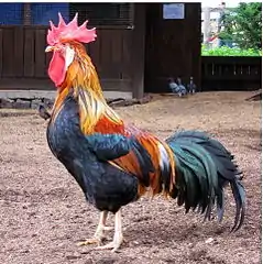 ♂ Coq  (Gallus gallus domesticus)