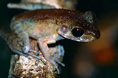 Description de l'image Brown Marsh Frog (Hylarana baramica) (14136461355).jpg.