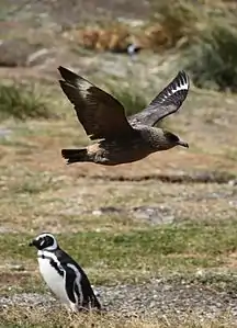 Labbe antarctique (stercorarius antarcticus) volant au dessus d'un manchot de Magellan.