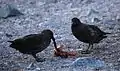 Couple de skuas dépeçant un jeune manchot papou