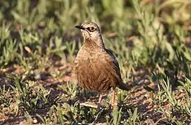 photo de Cincloramphus cruralis