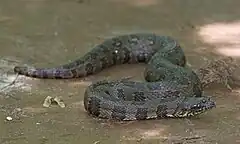 Description de l'image Brown Water Snake.jpg.