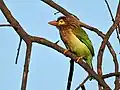 Bharatpur, Rajasthan, Inde.