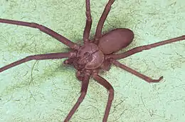 Description de l'image Brown recluse spider, Loxosceles reclusa.jpg.