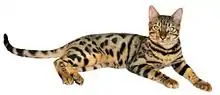 Un Bengal « spotted tabby »