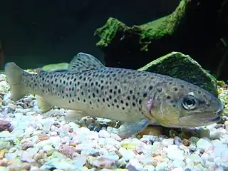 Salmo trutta