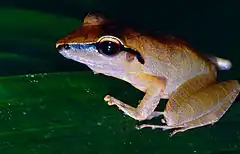 Description de l'image Brownberg Robber Frog (Pristimantis chiastonotus) (14096511055).jpg.