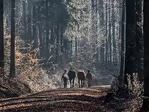 Des cavaliers dans le Bruderwald.