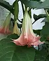 Brugmansia suaveolens.