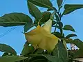 Brugmansia, Nafpaktos, Grèce.