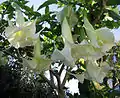 Brugmansia ×candida, Berkeley, Californie, USA.