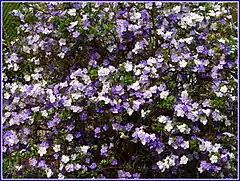 Description de l'image Brunfelsia_bonodora.jpg.