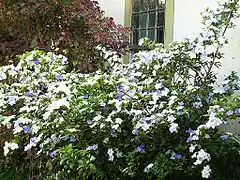 Description de l'image Brunfelsia uniflora 2007a.jpg.