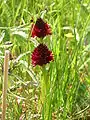 Nigritella nigra en Suède